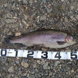 期間限定のデカニジマス